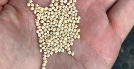 Suszone czyste białe proso włoskie.&nbsp;Email: info@fratellirosetti.it