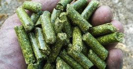 Pellet z lucerny Sprzedaż pelletu z lucerny z certyfikatem