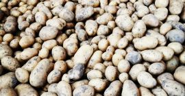 Sprzedam organiczne certyfikowane ziemniaki stołowe odmiany Agata (ziemniaki wczesne