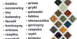 Kupię: JĘCZMIEŃ paszowy oraz konsumpcyjny, PSZENICĘ, GROCH, PELUSZKA, PSZENICA,
