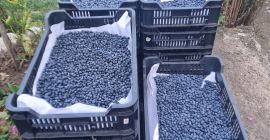 Sprzedam bor&oacute;wkę hodowlaną po 5 euro za kg
