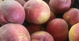 W ofercie brzoskwinie - więcej odmian pochodzenia macedońskiego i