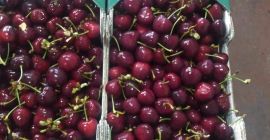 Zajmujemy się sprzedażą wiśni pochodzenia macedońskiego i greckiego. Start