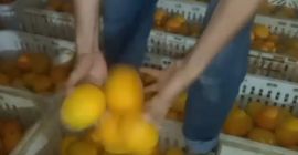 Marokański sok z pomarańczy ..odmiana.maroc łac