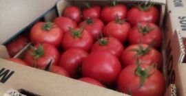 Mamy do sprzedania ciężar&oacute;wkę pomidor&oacute;w, około 20 ton pomidor&oacute;w,