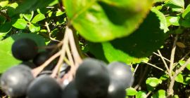 Aronia, Bor&oacute;wka Amerykańska - Zrywane Ręcznie (0 nawoz&oacute;w!) Dzień