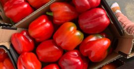 Producent sprzeda paprykę klasy 1 oraz drugiej z ogonem