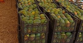 Witam, mam na imię Nabil, oferuję tony mango z