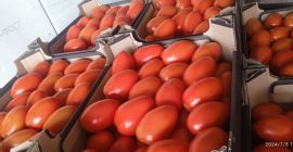 Sprzedam pomidory śliwkowe spod osłon. Pakowane w karton 6kg.