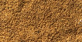 Brassica juncea; Gorczyca orientalna i inne rodzaje Sprzedam nasiona