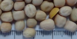 na zapytanie dostępna nowa odmiana grochu żółtego, opakowanie i