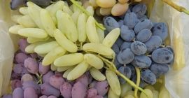 świeże winogrona wszelkiego typu eksport z Uzbekistanu z lotem