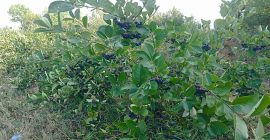 Organiczna aronia z certyfikatem. Produkt wysokiej jakości