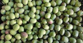 Sprzedam twarde owoce Mini Kiwi Produkt Polski, że Cena