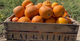 Hurtownia dyń Halloween o różnej gramaturze już od końca