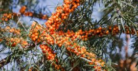 Szukam owoców rokitnika - organicznych i konwencjonalnych. Półczyszczonych/mechanicznie w