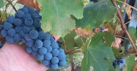 Sprzedam wysokiej jakości winogrona Lambrusco Grasparossa i Trebbiano Modenese.
