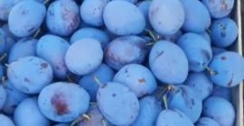 Sprzedajemy śliwki pochodzenie Ukraina Cena za klasę pierwszą 0,50