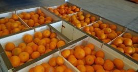 Mandarynka hiszpańska 1 zbiory,iwasakis,okitsus,pakowane skrzynka plastikowa 14 kilo.mniejsze ilości