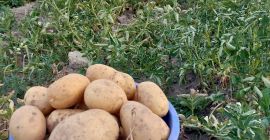 Sprzedam ziemniaki białe i czerwone w dużych ilościach, pakowane
