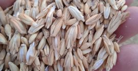 Sprzedam 30 000 kg orkiszu ekologicznego, zbiory 2024, nieobrane.
