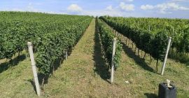 Sprzedam winogrona ze szlachetnej winorośli. Najlepsze odmiany! - Sauvignon