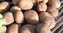Sprzedam ziemniaki lili I wineta pakowane po 15kg