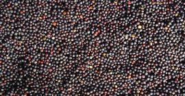 - rzepak bez GMO - 1500 ton. Dostawa na