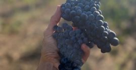 Winogrona Merlot, 1,20 BGN za kilogram. Dostępny 7 i