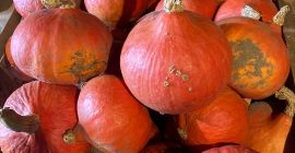 Sprzedam dynie hokkaido. ilość około 1T. rozmiary od 1kg