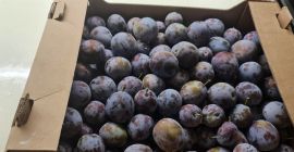 Śliwki typu &quot;Elena&quot; na brandy 0,6 euro/kg Śliwki konsumpcyjne