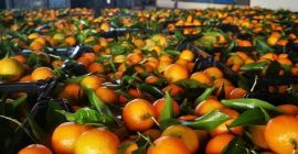 Pomarańcze, mandarynki, kaki w ofercie Miejsce pochodzenia Grecja