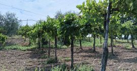 W miejscowości Parolise (AV) sprzedaję czerwone winogrona Aglianico o