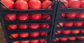 Oferujemy do sprzedaży granat Rozpoczynamy sprzedaż najwyższej jakości i