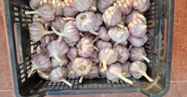 Polski czosnek „Harnaś”. Różne rozmiary: 4,5 cm: 3,20 EUR/kg,