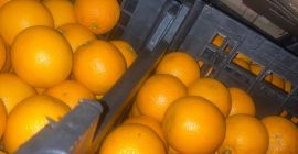 VALENCIA ORANGE Pochodzenie: Egipt Jakość: 1B Kaliber: 100 Opakowanie: