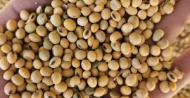 Sprzedam soję GMO/non-GMO w dowolnych partiach.