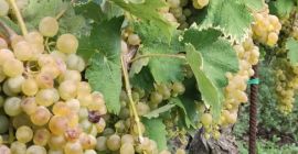 Sprzedam winogrona Falanghina DOC około 17 kwintali, 80 centów