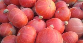 Mam do sprzedania dynię ekologiczną odmiany hokkaido, rodzaj opakowania