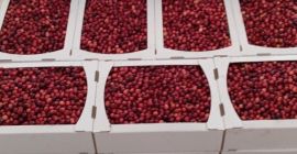 Cześć, produkujemy bio żurawinę i mamy w tym roku