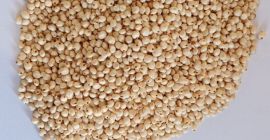 Sprzedam sorgo białe. 1000 ton. Umowa walutowa, fca.
