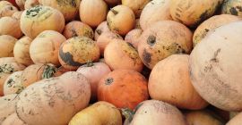 Sprzedam dynie w odmianie Otylia Ilosci tirowe Zapraszam do