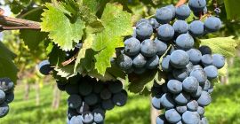 Sprzedaż doskonałych winogron AGLIANICO i MONTEPULCIANO Nadających się do