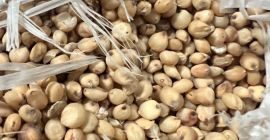 Zajmujemy się sprzedażą sorgo białego, więcej informacji +[telefon]