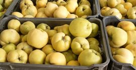Odmiana pigwy Géant de Vranja, w certyfikowanej konwersji organicznej.