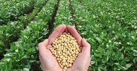 Zajmujemy się sprzedażą soi od producenta Ukraina