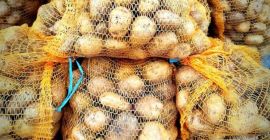Sprzedam ziemniaki sortowane Denar pakowane w worki 15kg cena