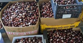 Sprzedam ok 500 kg kasztanów (możliwe że jest ich