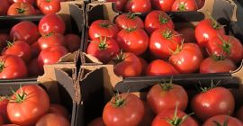 Nawiąże współpracę z sklepami / cateringami, hurtowniami na dostawę