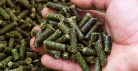 Oferujemy do sprzedaży wysokiej jakości lucernę granulowaną : Gwarantowane